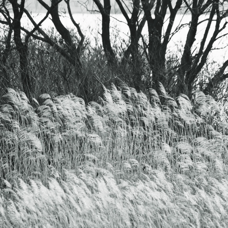 Chasing the Wind